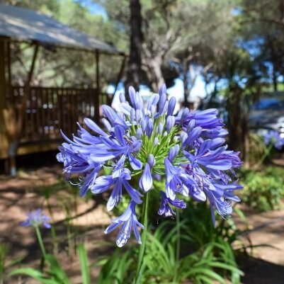 Camping-LeBellevue-Valras-pinède-naturelle
